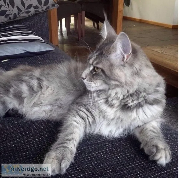 Beautiful Maine Coon Kittens  available (300)Each