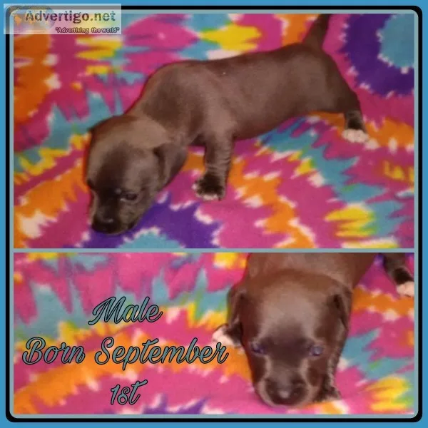 Rare designer Chihuahua pit bull puppies