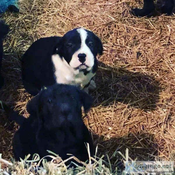 Mastiff lab puppies