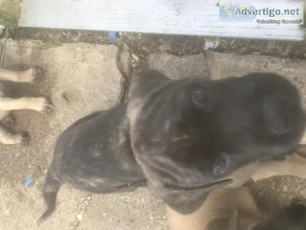 MastiffDane pups
