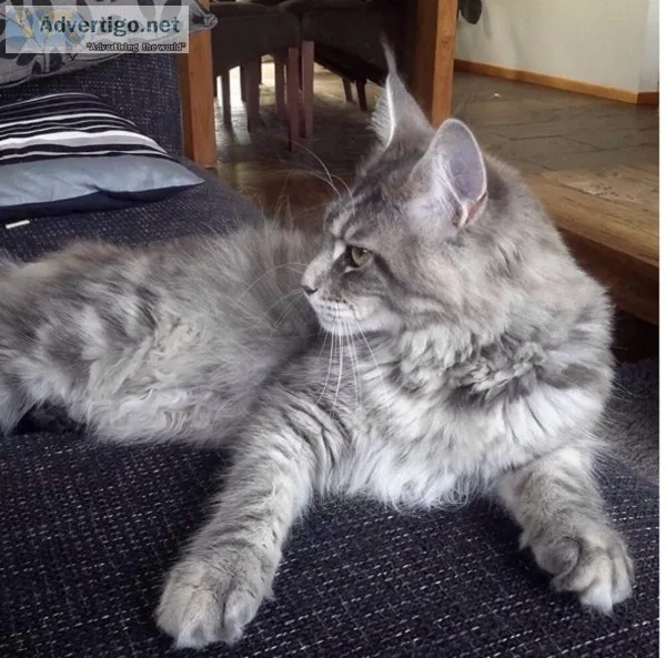 Pretty Cute Maine Coon Kittens  available (300)Each