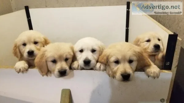 Puppies