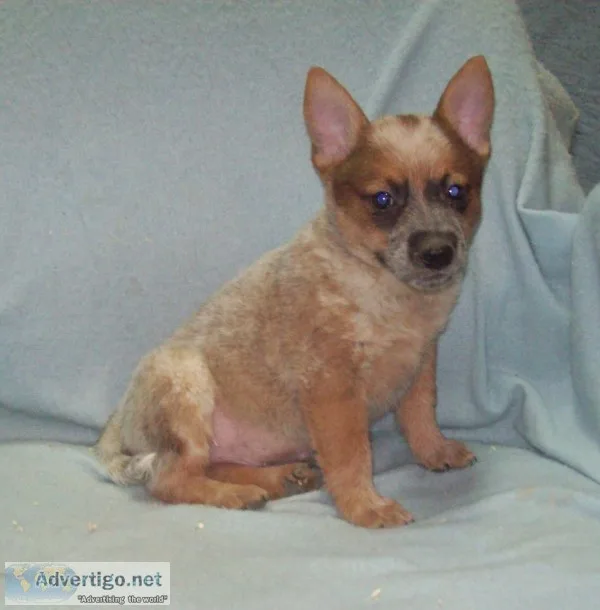 Queensland Heeler puppies standard and miniature