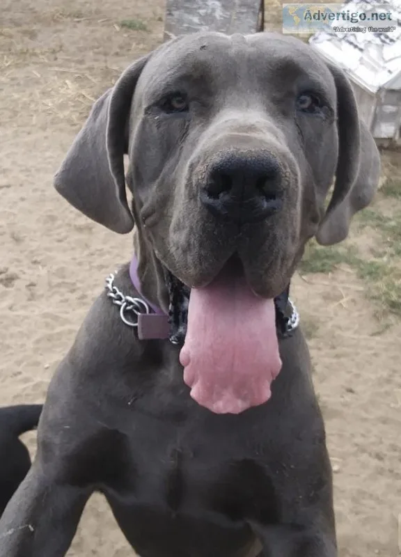 Great Dane Puppies