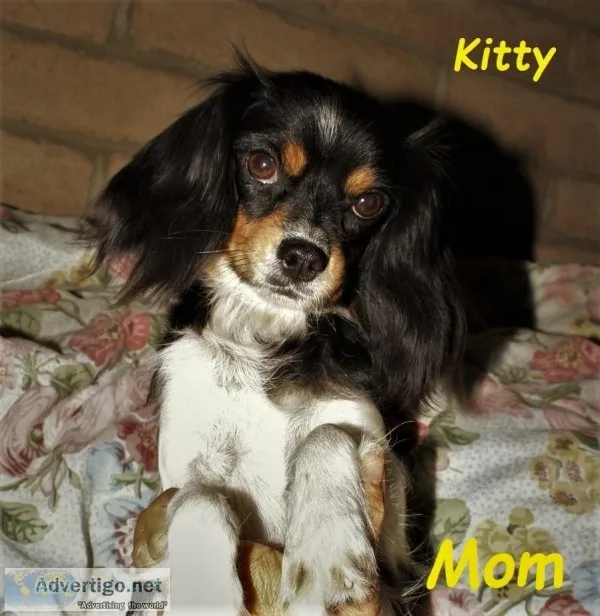 34 Cavalier King Charles Puppies