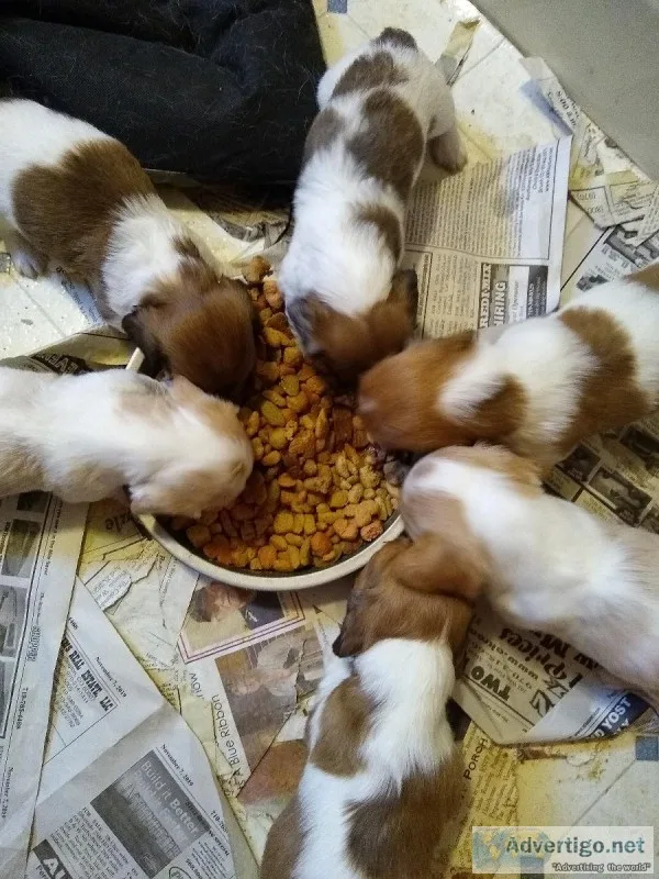 Mini Dachshunds AKC