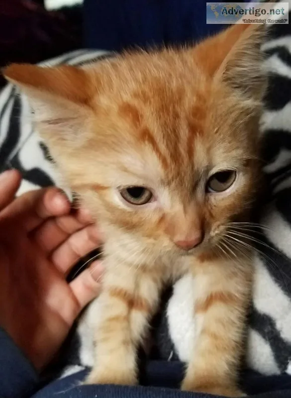 Rambunctious adorable Kittens