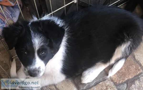 Border Collie Puppies