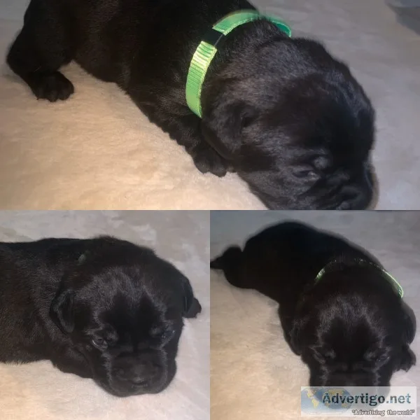 Cane Corso Puppies