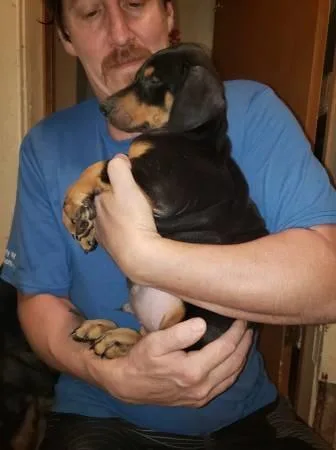 Doberman Pinscher puppies for sale