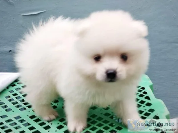 Pomeranian