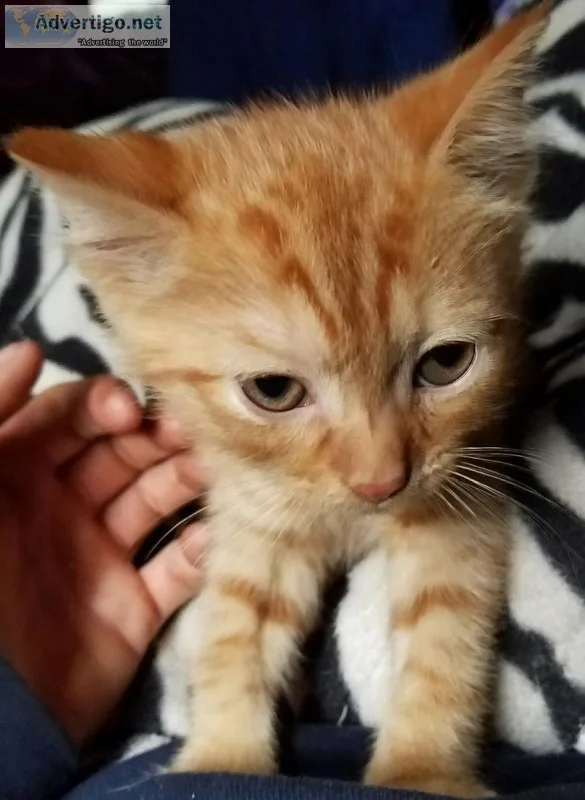 Rambunctious adorable Kittens