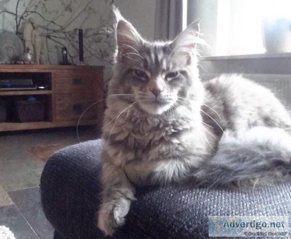 Amazing  beautiful Male Maine c--n available