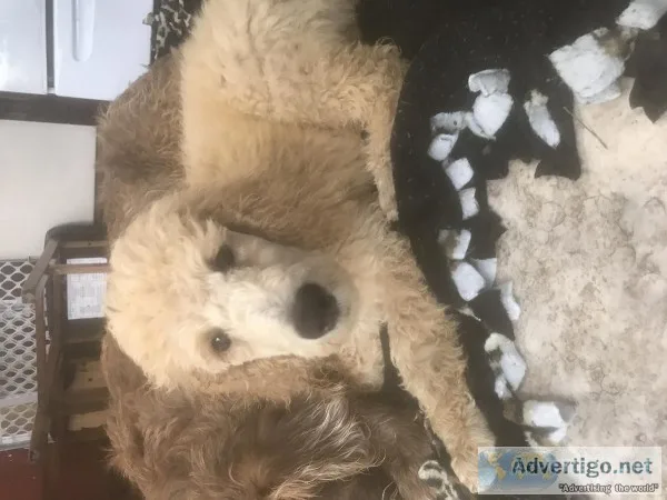 Standard poodles