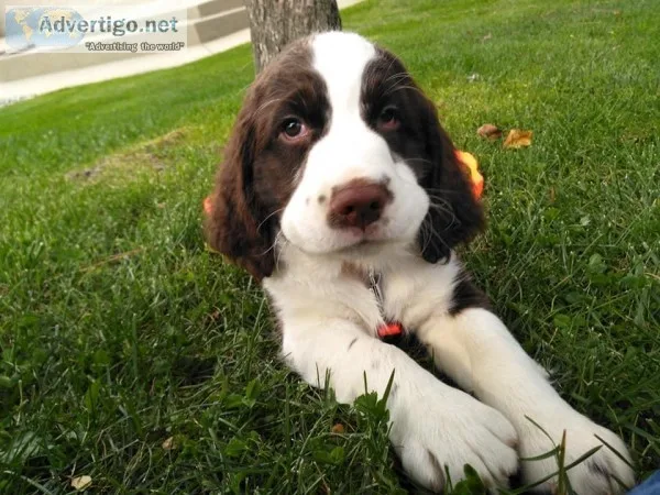 AKC English Springer Spaniels