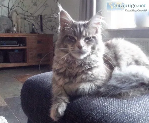 Good looking Maine Coon Kittens  available (300)Each