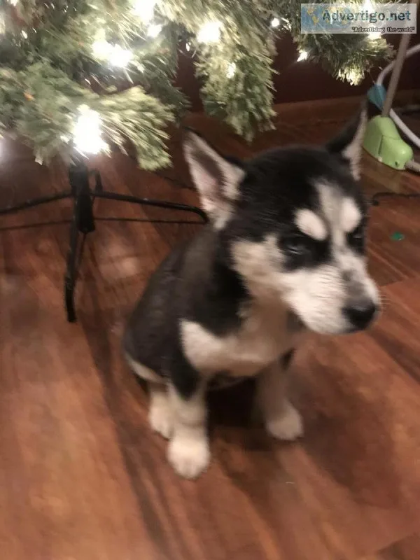Siberian Husky puppies