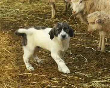 LGD Great Pyrenees Cross