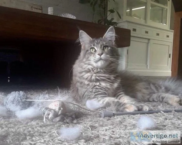 Beautiful Maine Coon Kittens  available (300)Each