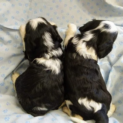78 Cavalier King Charles Mix Puppies