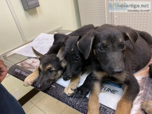 German Shephard Puppys