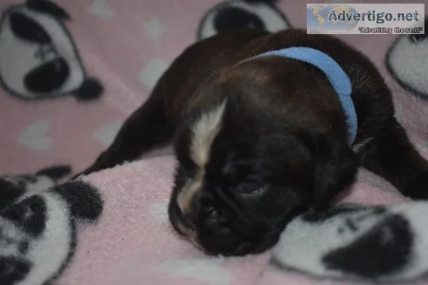 AKC European Boxer Puppies