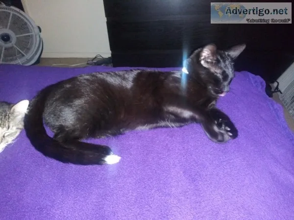 Bombay cat