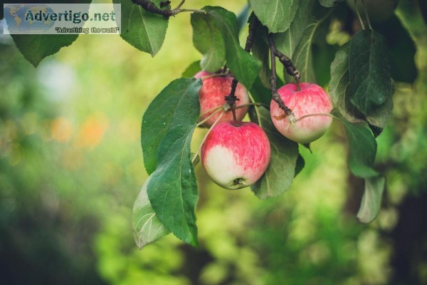 Caring For and Trimming Fruit Trees