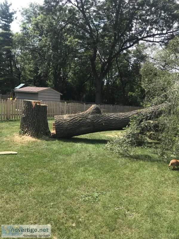 tree removal and trimming