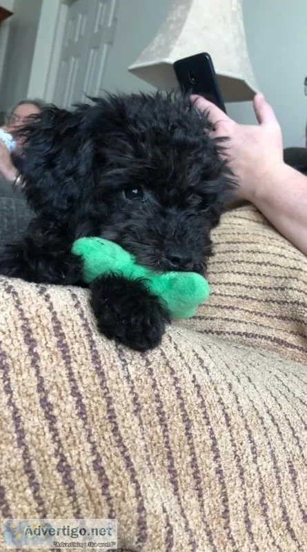 Adorable 4 12 month Toy Poodle