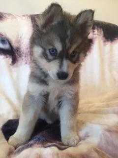 PET FOR NEW HOME