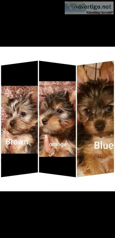 Yorkie puppies