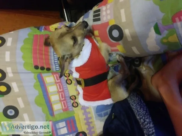 Two half chihuahua and half shihtzu brothers need a good home on
