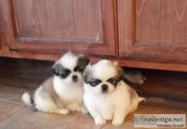 Pekingese puppies