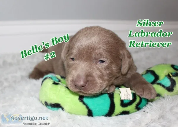 2 SILVER Labrador Retriever