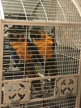 Blue and gold macaw Birds