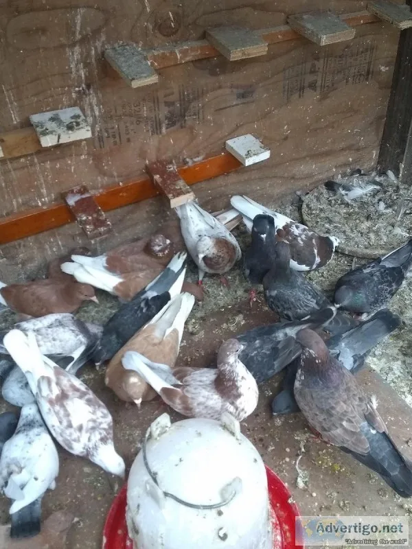 Roller pigeons