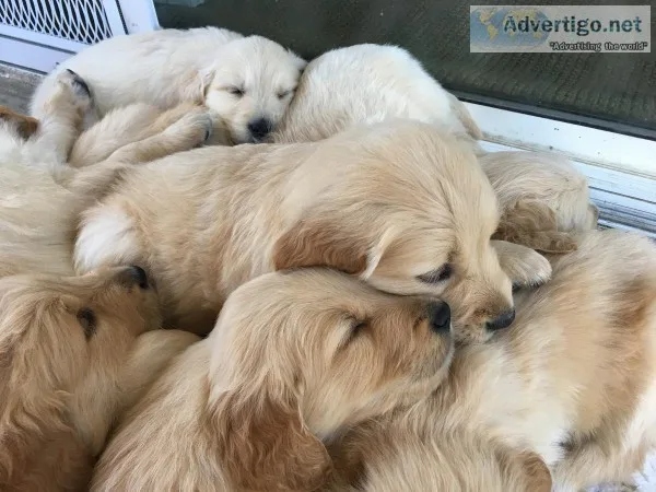 AKC Golden Retriever Puppies