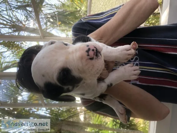 Purebred Great Dane Puppies