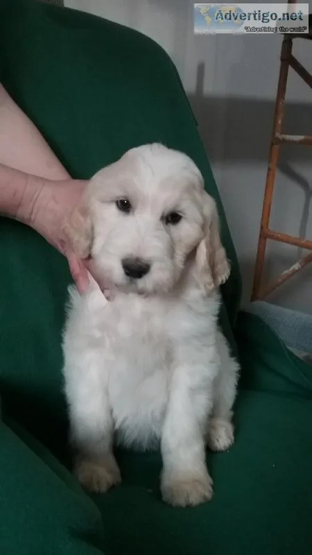 F2b Standard Goldendoodles