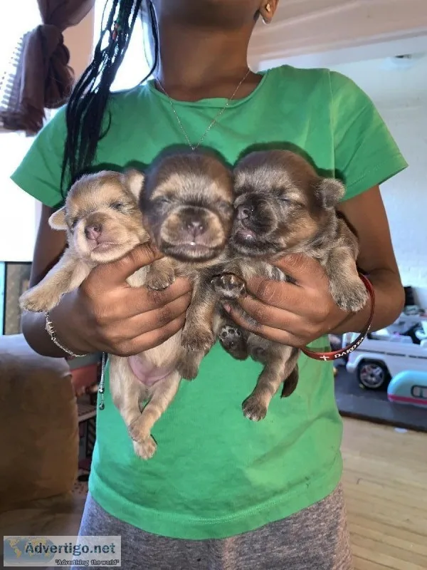 Yorkie Girls