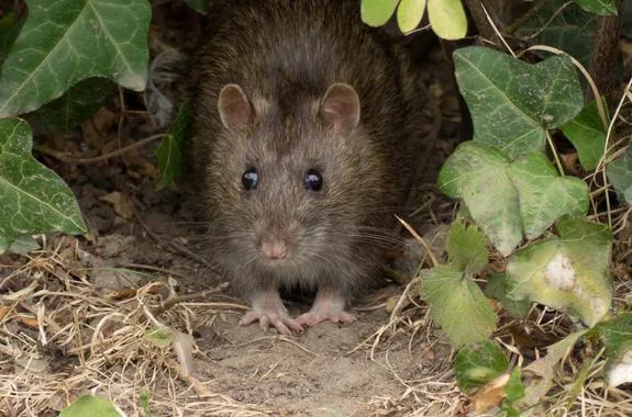 Mouse Removal Service Bronx  Metro Pest Control