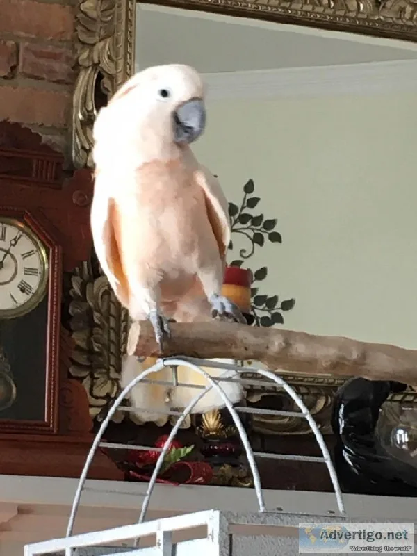 Beautiful male Moluccan Cockatoo