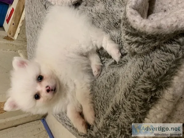 Pomeranian puppy