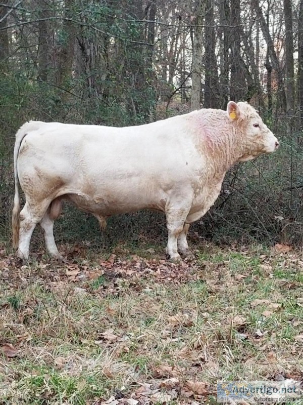 Reg. Charolais bull