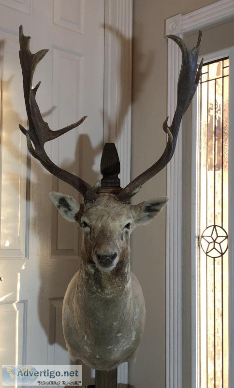 TaxidermyWhite Fallow Deer