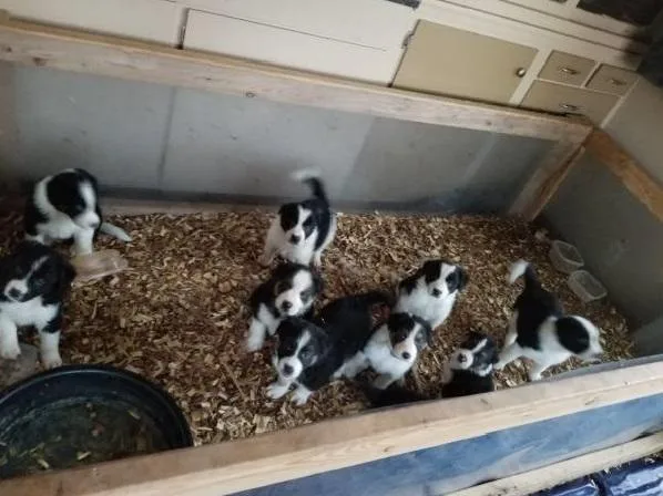 Purebred border collies