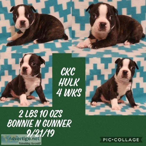 CKC BOSTON BABIES