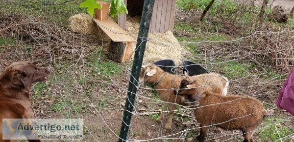Free Goats (2)
