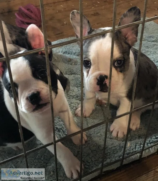 Frenchton Boy Puppies